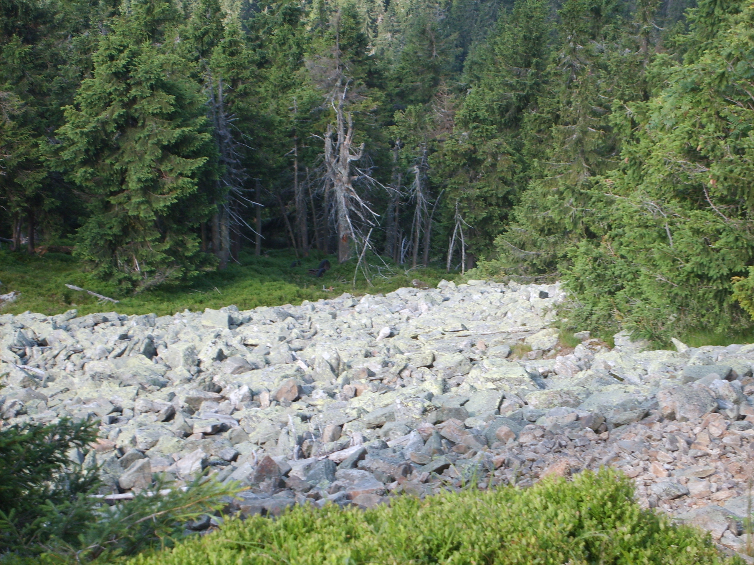 S5004373.JPG